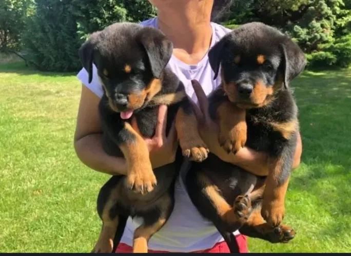Rottweiler: Filhotes / segurança e muita alegria para sua casa 