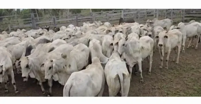 NOVILHAS VACAS NELORE 