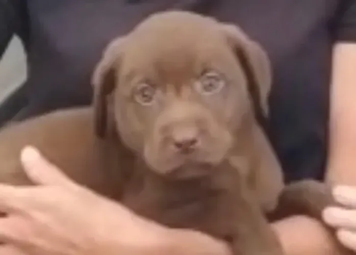 Labrador muito docil