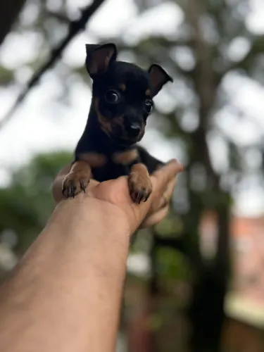 Pinscher miniatura original com pedigree 