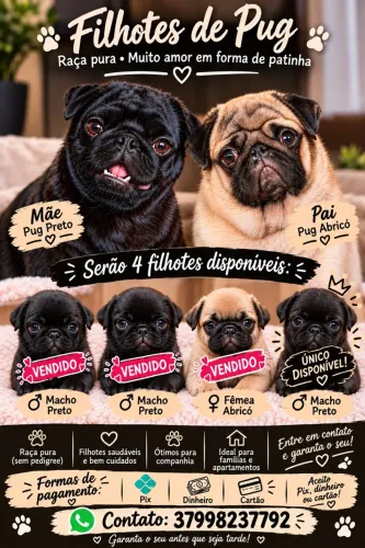 Filhote de Pug