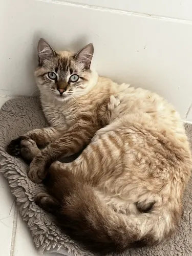 Doação gato 6 meses castrado , vacinado e saudável 