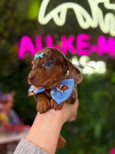 Dachshund Salsicha top macho e fêmea arlequim