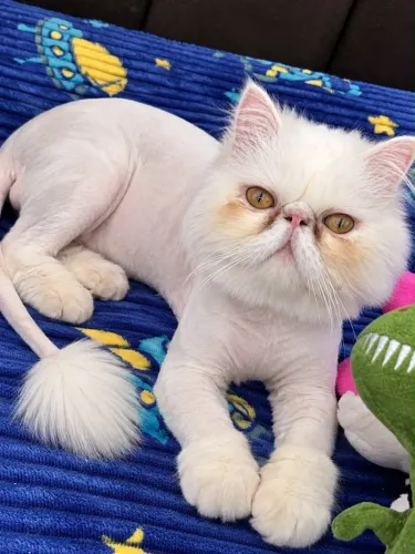 Gato persa macho