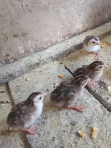 Filhotes de Galinha da angola a venda