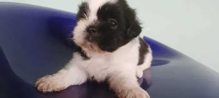 VENDO SHIH TZU MACHO..... 700 REAIS AVISTA