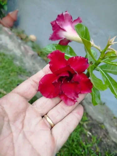 Rosa do Deserto