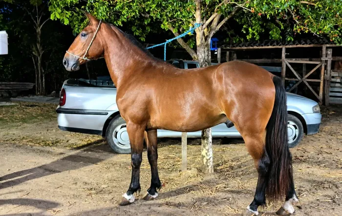 Cavalo 