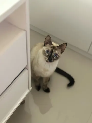 Gata