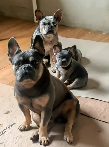 Bulldog francês