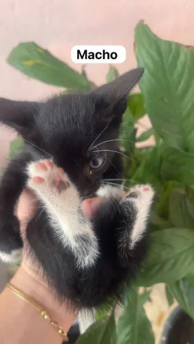 Doa-se gatinhos fofinhos 
