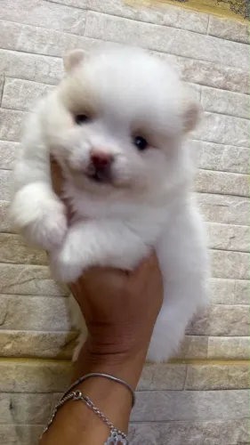 Filhote de Lulu da Pomerânia