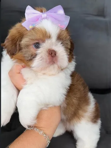 Shih tzu micro fêmea e macho raridade dividimos em até 12x