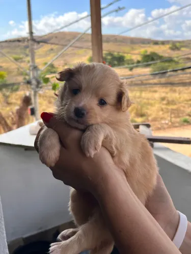 cachorro
