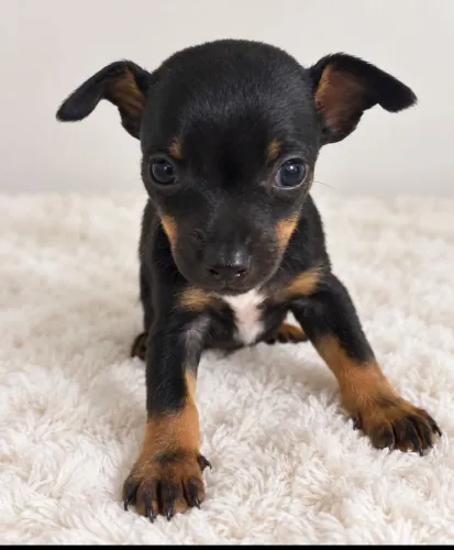 Pincher disponível para ir para sua casa!!!