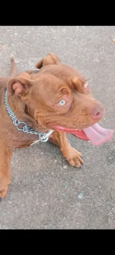 Doação Pit Monster