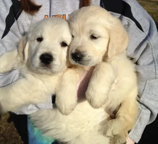 Golden Retriever