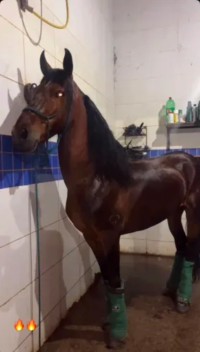 Vendo cavalo garanhao registrado