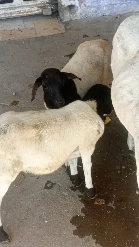 Ovelhas e carneiros Dorper. Disponíveis. Feira de Santana - Ba