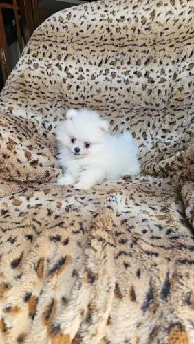 Spitz anão macho branco.  Perfeito 
