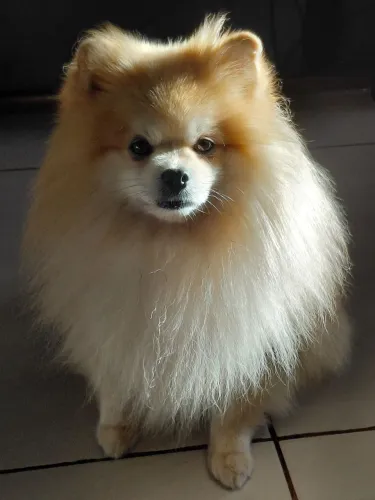 Spitz macho para cruza. Verifique a localização