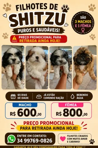 Filho de Shitzu