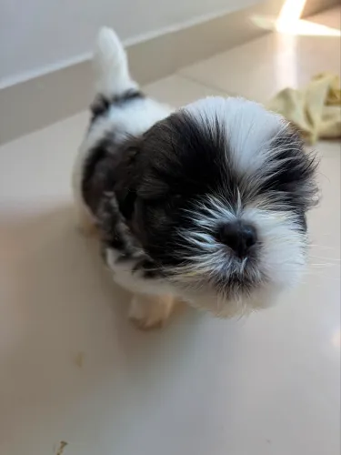 Shihtzu puro macho