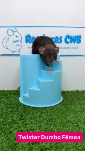 Ratos Twister/Mercol (Roedores CWB) 