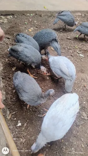 Galinha de Angola Fêmea e Macho