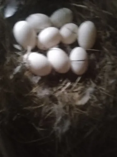 Vendo ovos de galinha da angola