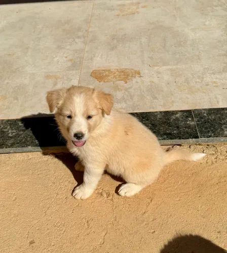 Border Collie Filhotes