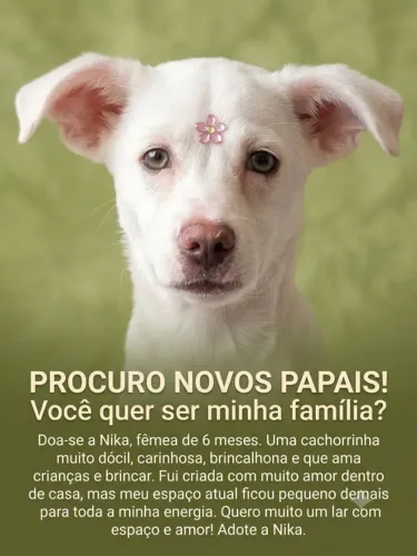 Cachorra fêmea 7 Meses
