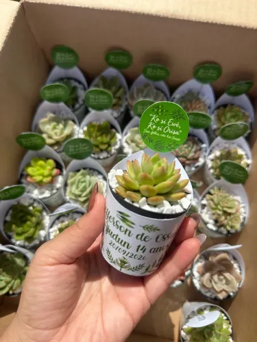 Suculenta personalizada 