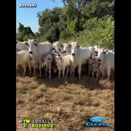 BOV9643 - 30 VACAS NELORE PARIDAS - EDÉIA - GO