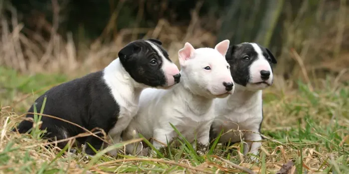 Filhotes de Bull Terrier criados com muito cuidado