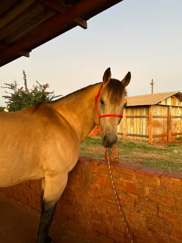 Cavalo