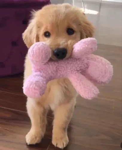  Golden Retriever Filhote - Pronto Para Sua Família
