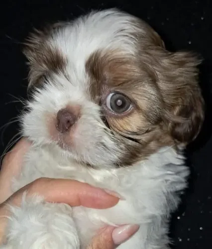 Shitzu mini macho