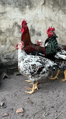 Ovos e pintos GSB