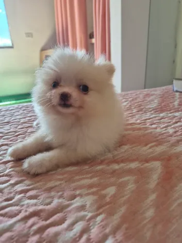 Spitz alemao 
