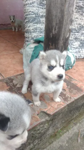 Filhotes de husky siberiano 