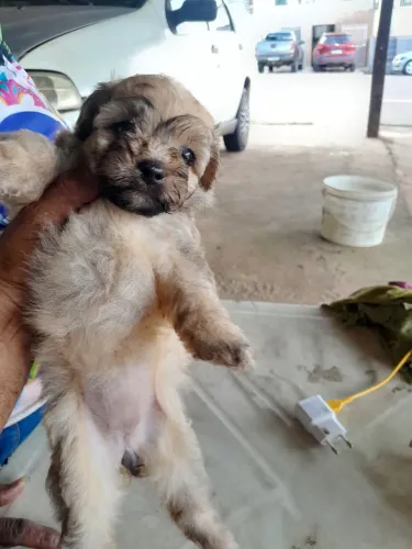 Raça poodle pura $ 240 cada um ( N 2 )