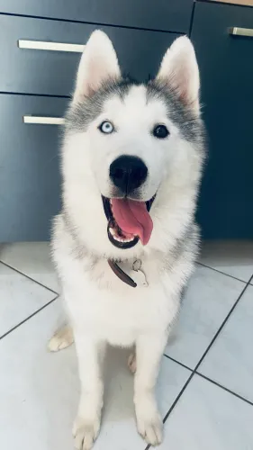 Husky siberiano