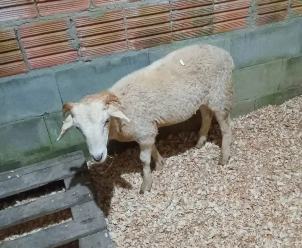 Carneiro 