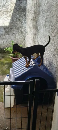 Vende se um filhote cachorro raça pinscher número 1