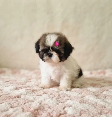Shih-tzu