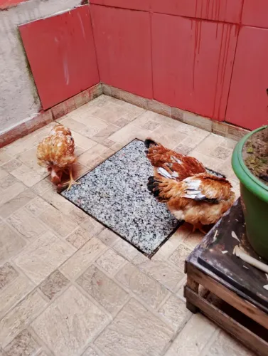 2 frangas iniciando a postura e un frango 120 reais