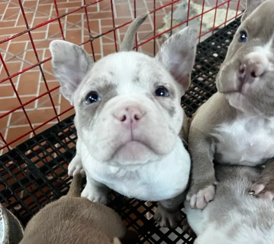 American Bully micro fêmea 