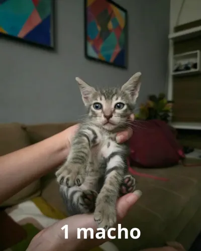 Gatos para doação