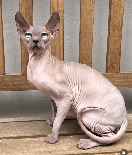 Sphynx Macho jovem